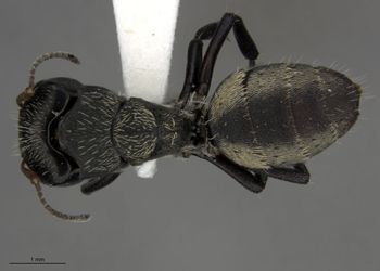 Media type: image;   Entomology 510698 Aspect: habitus dorsal view